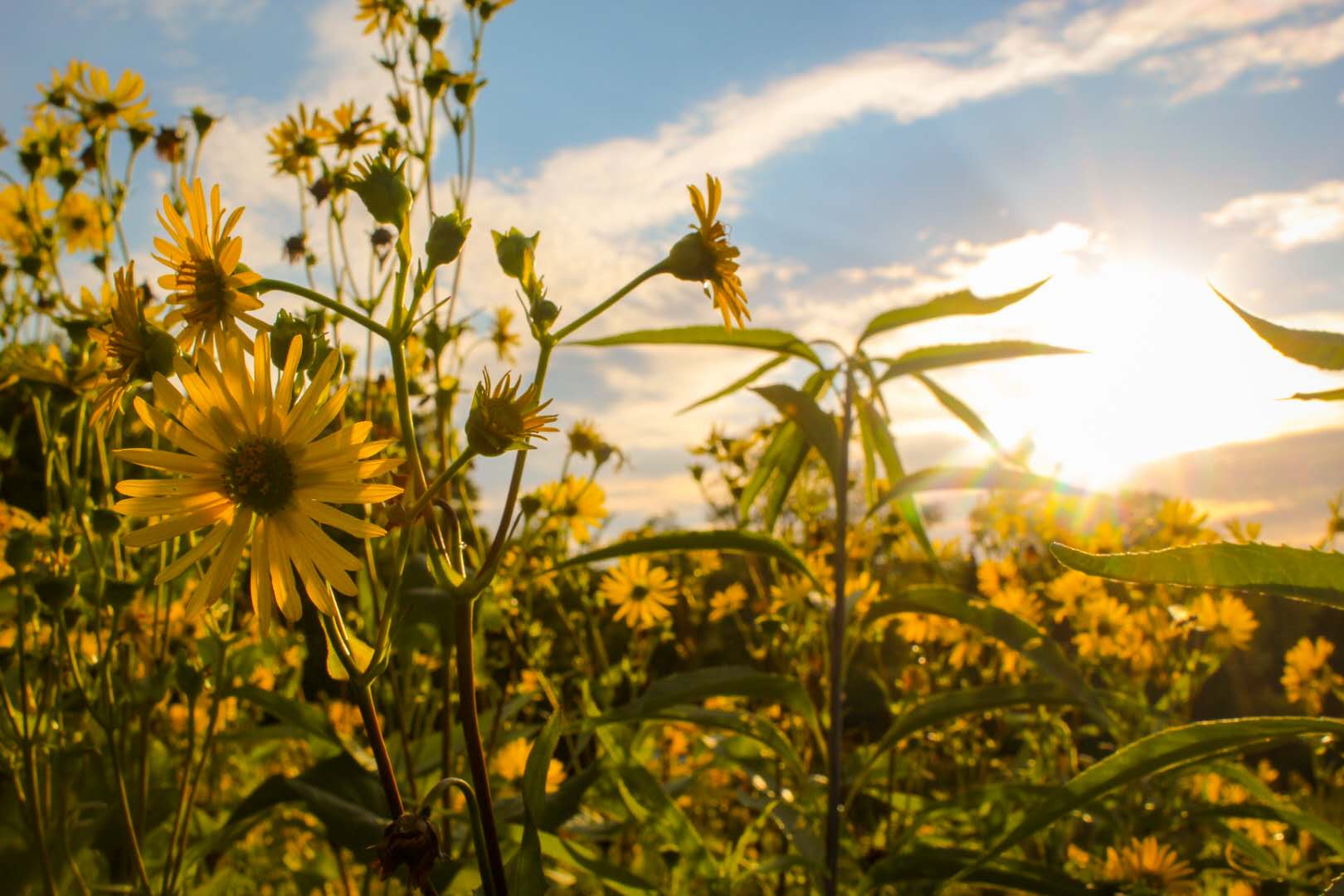 a photo of a sunflower field, taken at sunset